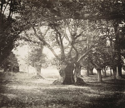 Árbol, bosque de Fontainebleau de Gustave Le Gray